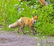 Fox634